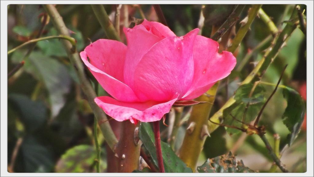 Pousada Das Rosas Campos do Jordão Exterior photo